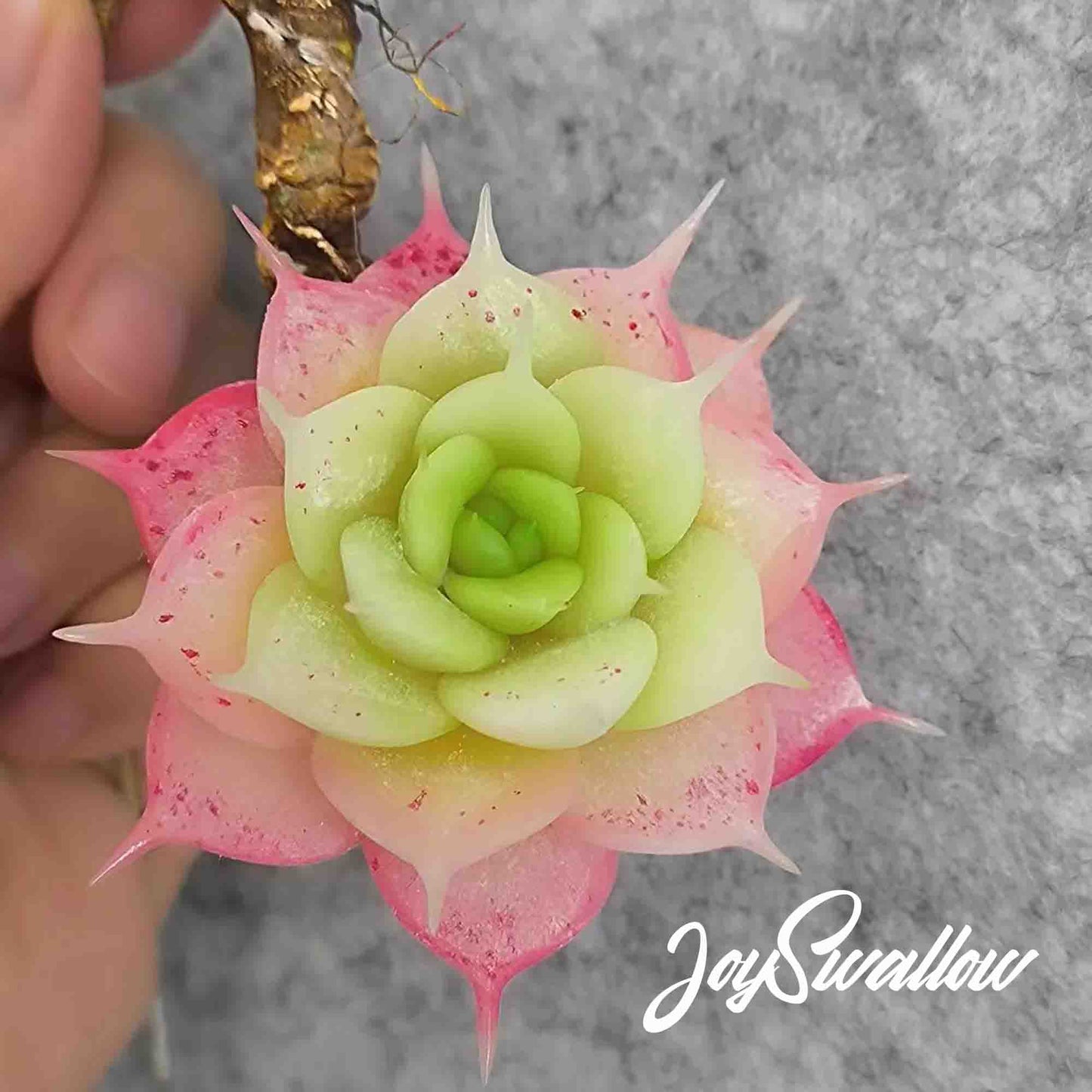 JoySwallow Handmade Clay Succulent Art, Queen's Long Lashes Planter, Artisan Clay Succulent Planters, Handcrafted Delights for Home Décor, Unique Home Décor Accents