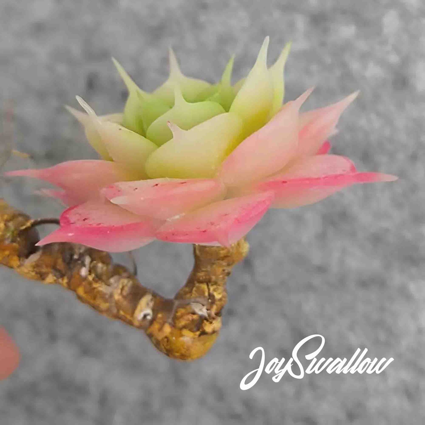 JoySwallow Handmade Clay Succulent Art, Queen's Long Lashes Planter, Artisan Clay Succulent Planters, Handcrafted Delights for Home Décor, Unique Home Décor Accents